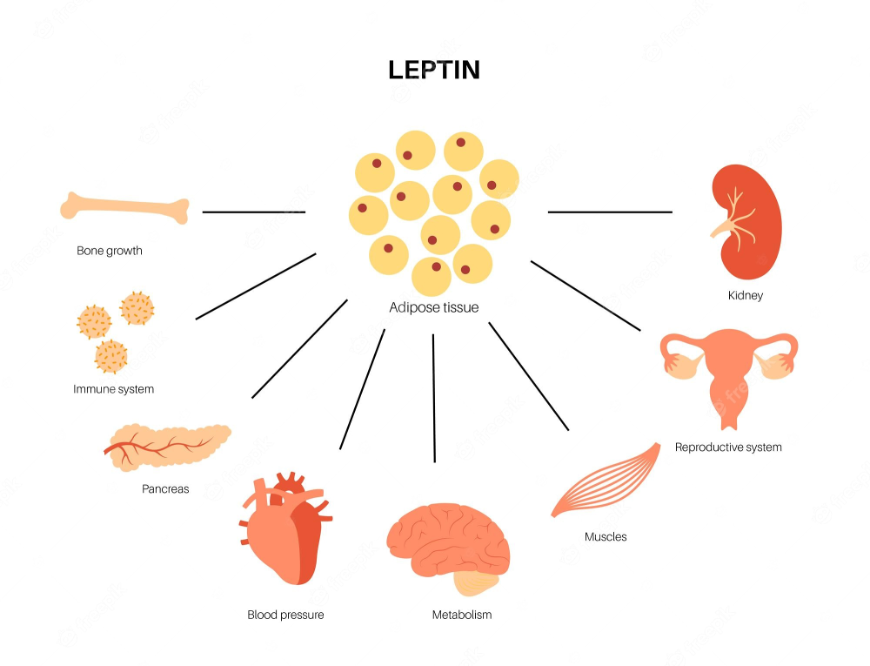 The Hormonal Connection How Hormones Affect Your Weight Loss Goals Light Centre