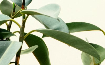 Is your Immune System Ready for The Spring?