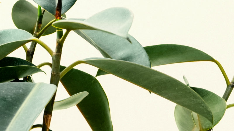 Immune System for Spring