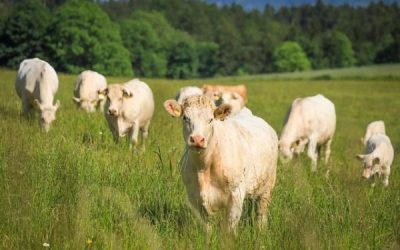 Feel guilty for eating meat? Don’t! And here’s why…