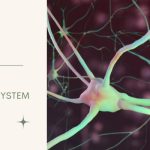 Reset Your Nervous System Through Breath