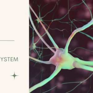 Reset Your Nervous System Through Breath