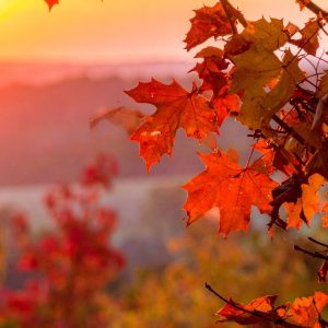 Autumn Equinox Restorative Yoga