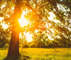 Summer Solstice