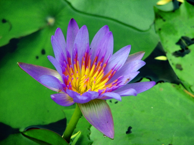 The Egyptian Blue Lotus